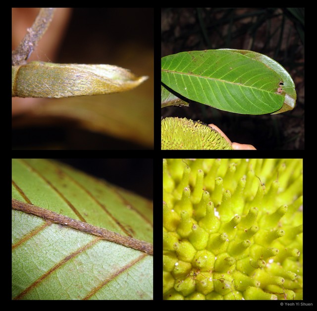 Artocarpus rigidus•&copy; Yeoh Yi Shuen•All Rights Reserved