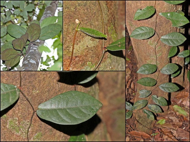 Ficus (Synoecia) apiocarpa•&copy; Louise Neo•All Rights Reserved