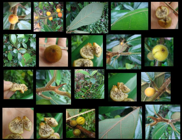 Ficus (Synoecia) aurata var. aurata•&copy; Yeoh Yi Shuen•All Rights Reserved