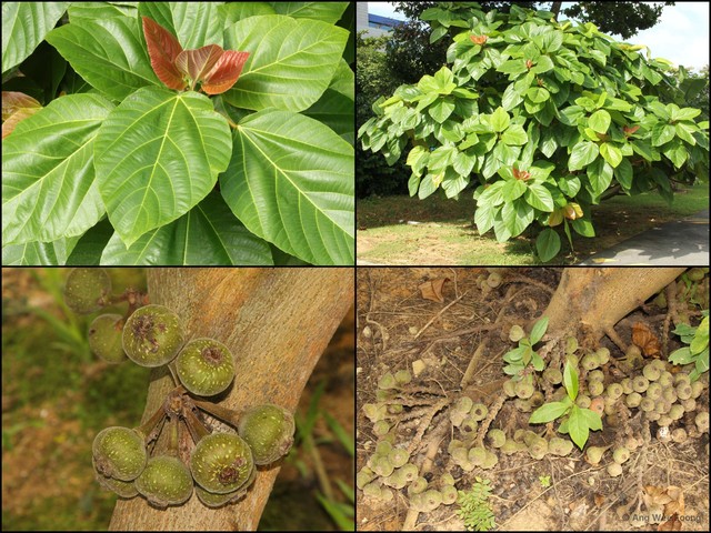 Ficus auriculata•&copy; Ang Wee Foong•All Rights Reserved