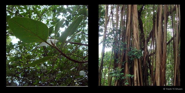 Ficus benghalensis•&copy; Yeoh Yi Shuen•All Rights Reserved