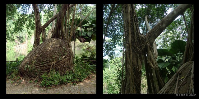 Ficus benjamina•&copy; Yeoh Yi Shuen•All Rights Reserved