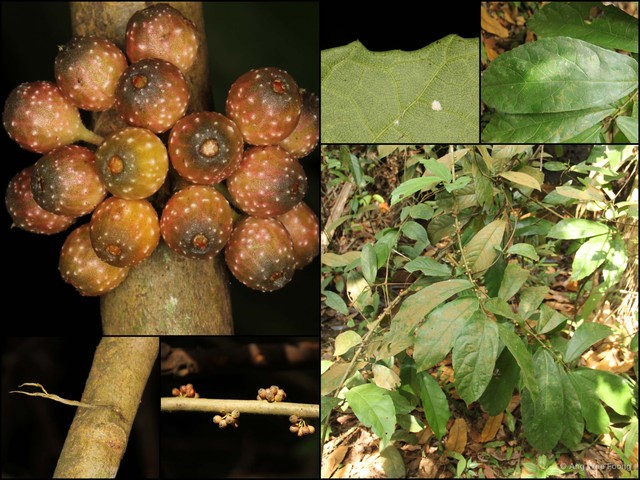 Ficus obscura var. borneensis•&copy; Ang Wee Foong•All Rights Reserved