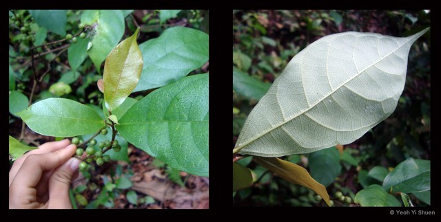 Ficus (Synoecia) chartacea•&copy; Yeoh Yi Shuen•All Rights Reserved