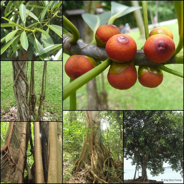 Ficus crassiramea•&copy; Ang Wee Foong•All Rights Reserved