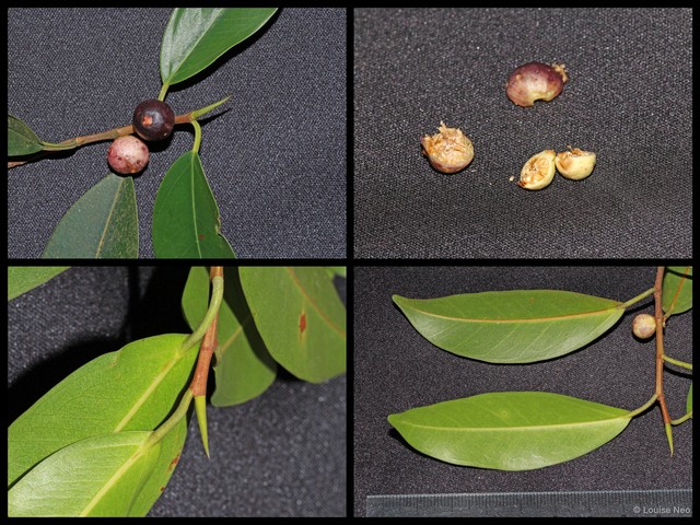 Ficus delosyce•&copy; Louise Neo•All Rights Reserved