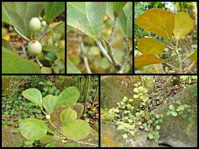 Ficus (Synoecia) deltoidea•&copy; Ong Kwan Han•All Rights Reserved