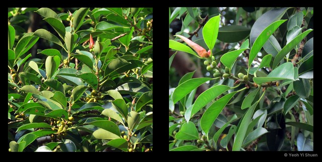Ficus elastica•&copy; Yeoh Yi Shuen•All Rights Reserved
