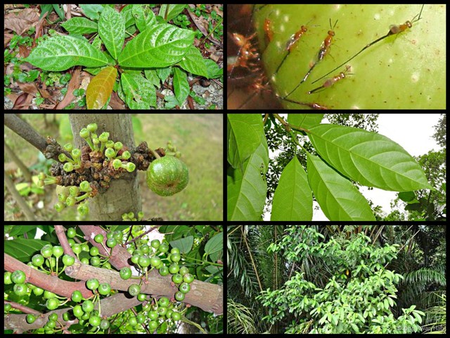Ficus fistulosa•&copy; Ong Kwan Han•All Rights Reserved
