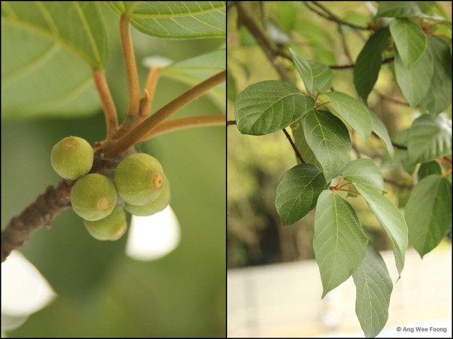 Ficus (Synoecia) glandulifera•&copy; Ang Wee Foong•All Rights Reserved