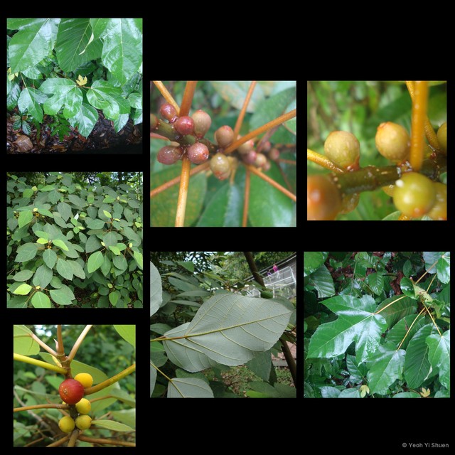 Ficus (Synoecia) grossularioides var. grossularioides•&copy; Yeoh Yi Shuen•All Rights Reserved