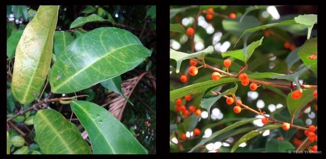 Ficus heteropleura•&copy; Yeoh Yi Shuen•All Rights Reserved
