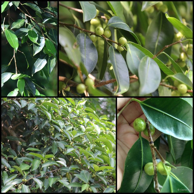 Ficus kurzii•&copy; Cerlin Ng•All Rights Reserved