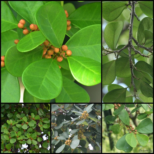 Ficus natalensis leprieurii•&copy; Cerlin Ng•All Rights Reserved