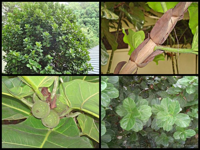 Ficus lyrata•&copy; Ong Kwan Han•All Rights Reserved