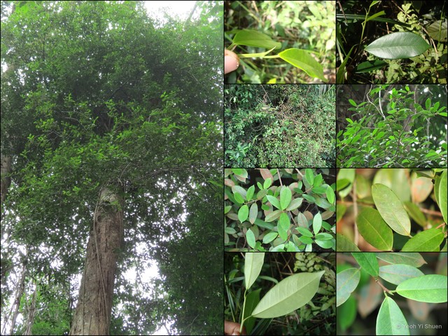 Ficus microsyce•&copy; Yeoh Yi Shuen•All Rights Reserved