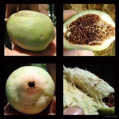 Ficus (Synoecia) pumila L.