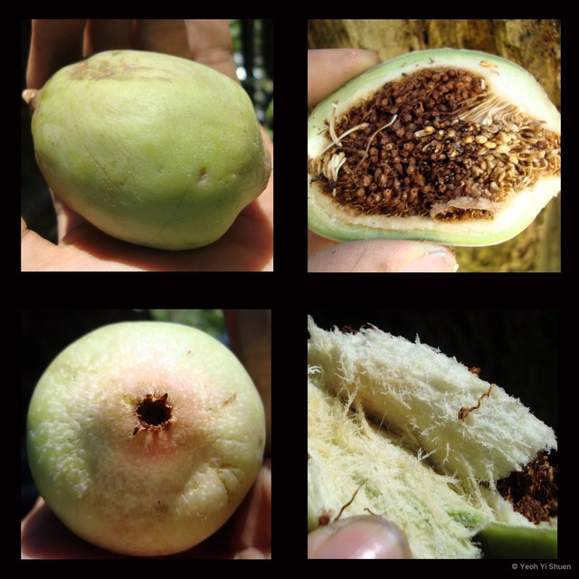 Ficus (Synoecia) pumila•&copy; Yeoh Yi Shuen•All Rights Reserved