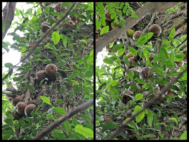 Ficus (Synoecia) punctata•&copy; Louise Neo•All Rights Reserved