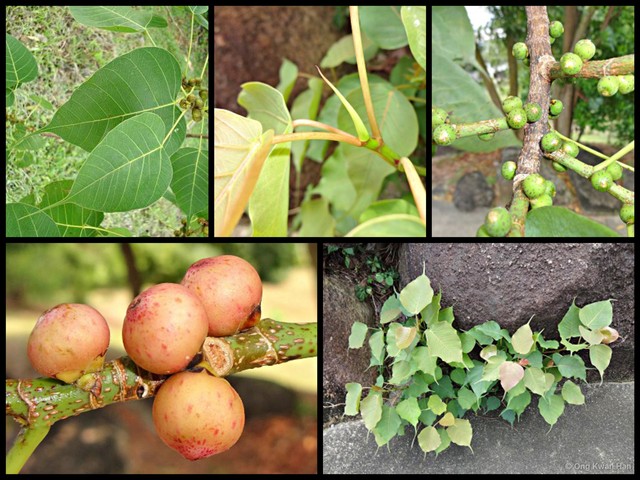 Ficus religiosa•&copy; Ong Kwan Han•All Rights Reserved