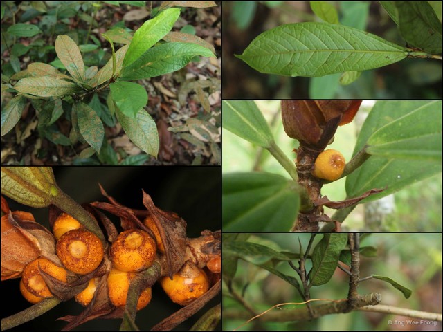 Ficus retusa•&copy; Ang Wee Foong•All Rights Reserved