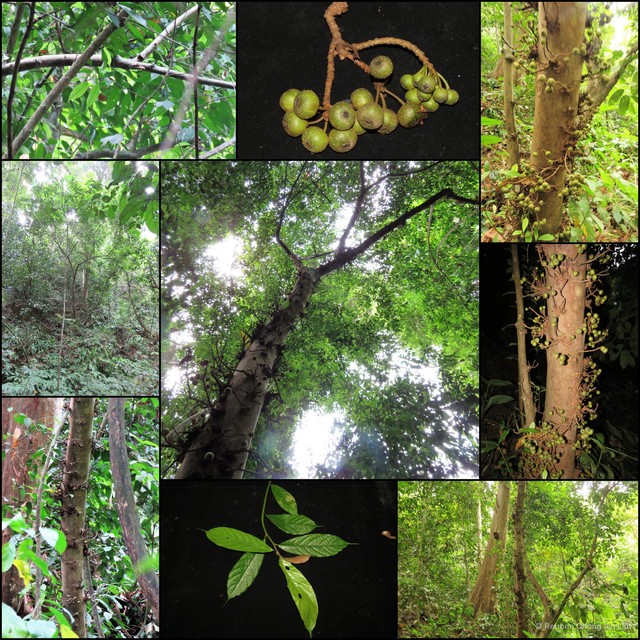 Ficus rosulata•&copy; Reuben Chong Jin Lim•All Rights Reserved