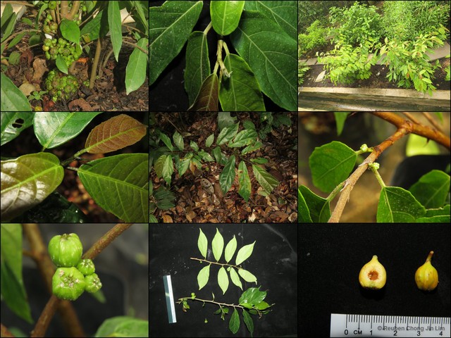 Ficus scortechinii•&copy; Reuben Chong Jin Lim•All Rights Reserved
