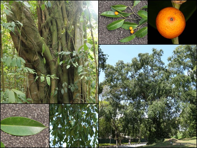 Ficus stricta•&copy; Ang Wee Foong•All Rights Reserved