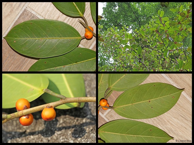 Ficus sundaica var. sundaica•&copy; Louise Neo•All Rights Reserved