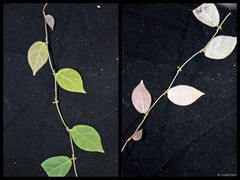 Ficus (Synoecia) trichocarpa Blume