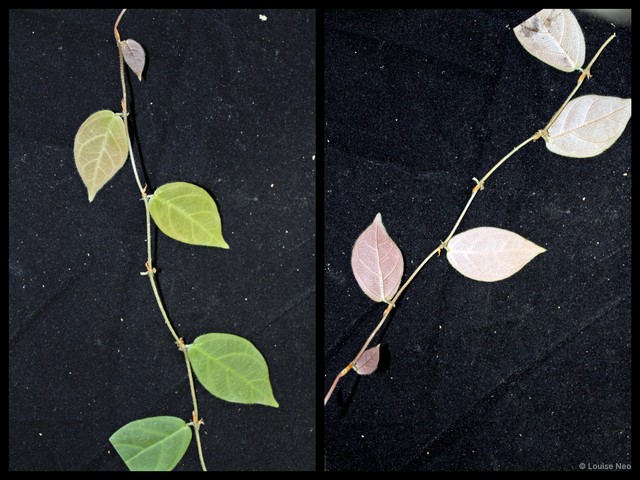 Ficus (Synoecia) trichocarpa•&copy; Louise Neo•All Rights Reserved