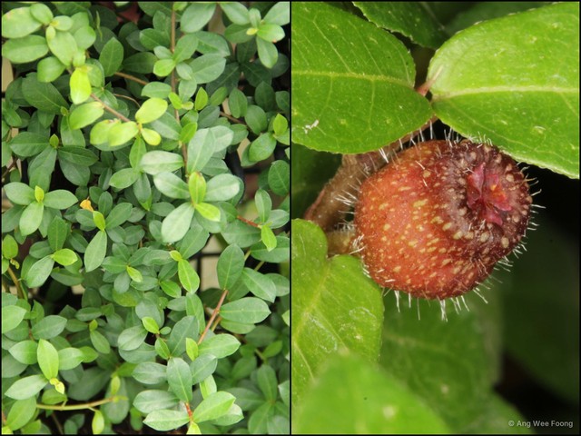 Ficus (Synoecia) vaccinioides•&copy; Ang Wee Foong•All Rights Reserved