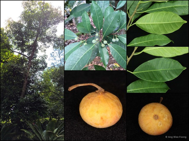 Ficus vasculosa•&copy; Ang Wee Foong•All Rights Reserved