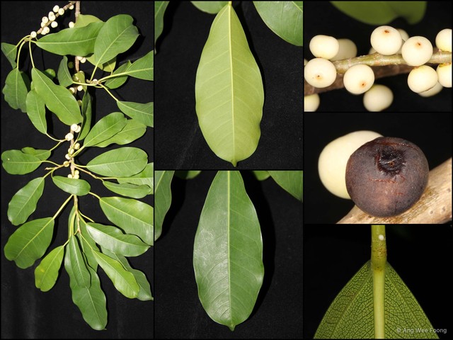 Ficus virens•&copy; Ang Wee Foong•All Rights Reserved