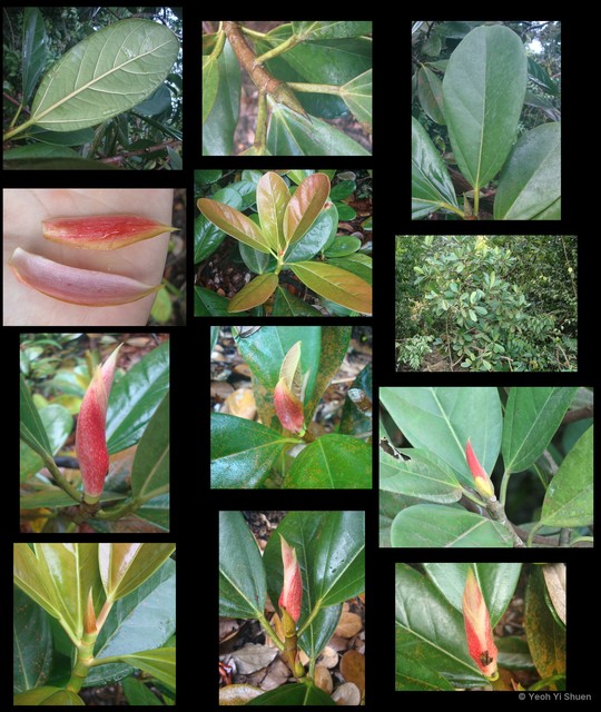 Ficus xylophylla•&copy; Yeoh Yi Shuen•All Rights Reserved