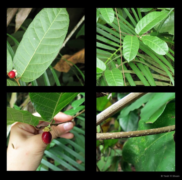 Malaisia scandens•&copy; Yeoh Yi Shuen•All Rights Reserved