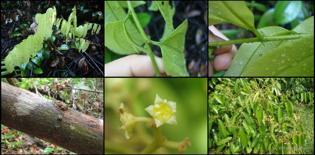 Ziziphus calophylla•&copy; Yeoh Yi Shuen•All Rights Reserved