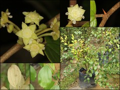 Ziziphus mauritiana Lam.