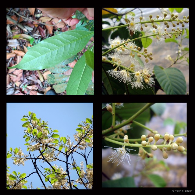 Prunus (Padus) polystachya•&copy; Yeoh Yi Shuen•All Rights Reserved