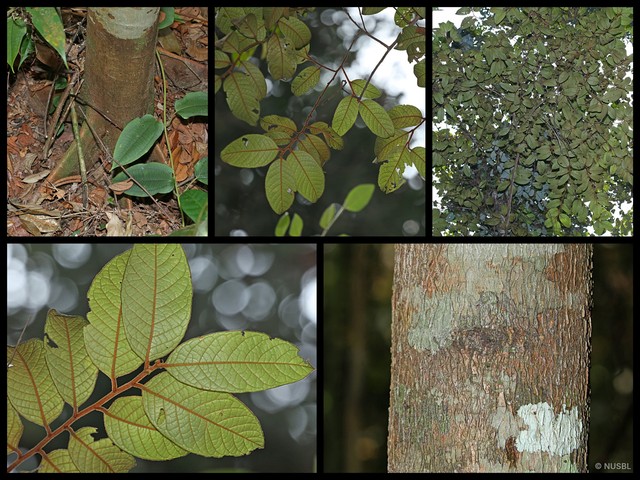 Prunus (Padus) arborea var. stipulacea•&copy; NUSBL•All Rights Reserved