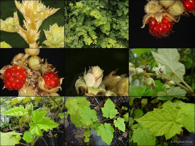 Rubus (Malachobatus) moluccanus var. angulosus•&copy; Ang Wee Foong•All Rights Reserved
