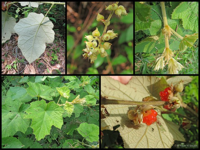 Rubus (Malachobatus) moluccanus var. moluccanus•&copy; Yeoh Yi Shuen•All Rights Reserved