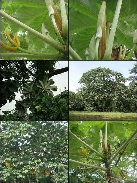 Cecropia peltata•&copy; Yeoh Yi Shuen•All Rights Reserved