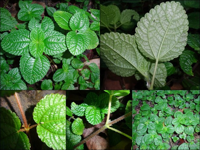 Pilea nummulariifolia•&copy; Ong Kwan Han•All Rights Reserved