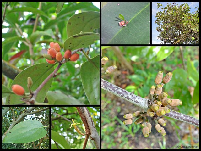 Dendrophthoe pentandra•&copy; Ong Kwan Han•All Rights Reserved