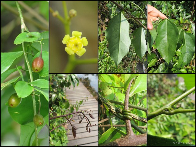 Erythropalum scandens•&copy; Yeoh Yi Shuen•All Rights Reserved