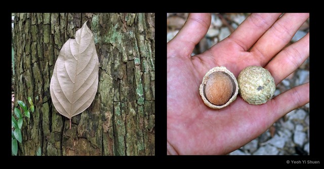 Scorodocarpus borneensis•&copy; Yeoh Yi Shuen•All Rights Reserved