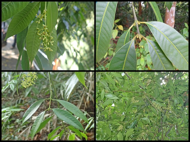 Bouea oppositifolia•&copy; Yeoh Yi Shuen•All Rights Reserved