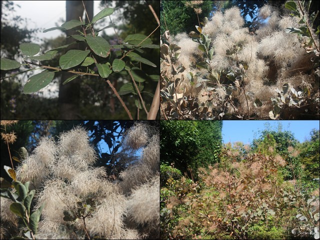 Cotinus coggygria•&copy; Cerlin Ng•All Rights Reserved