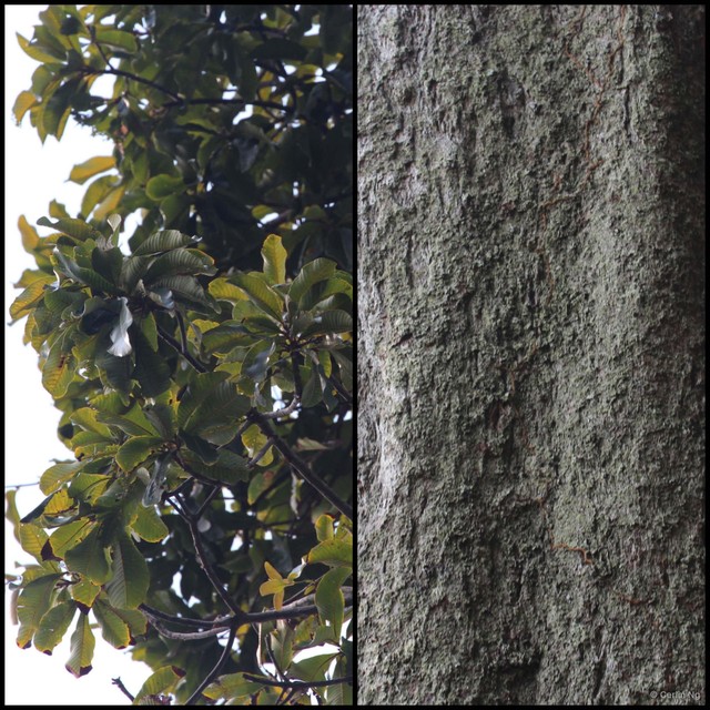 Gluta malayana•&copy; Cerlin Ng•All Rights Reserved